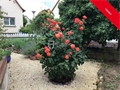 Image du bien UBI468033554